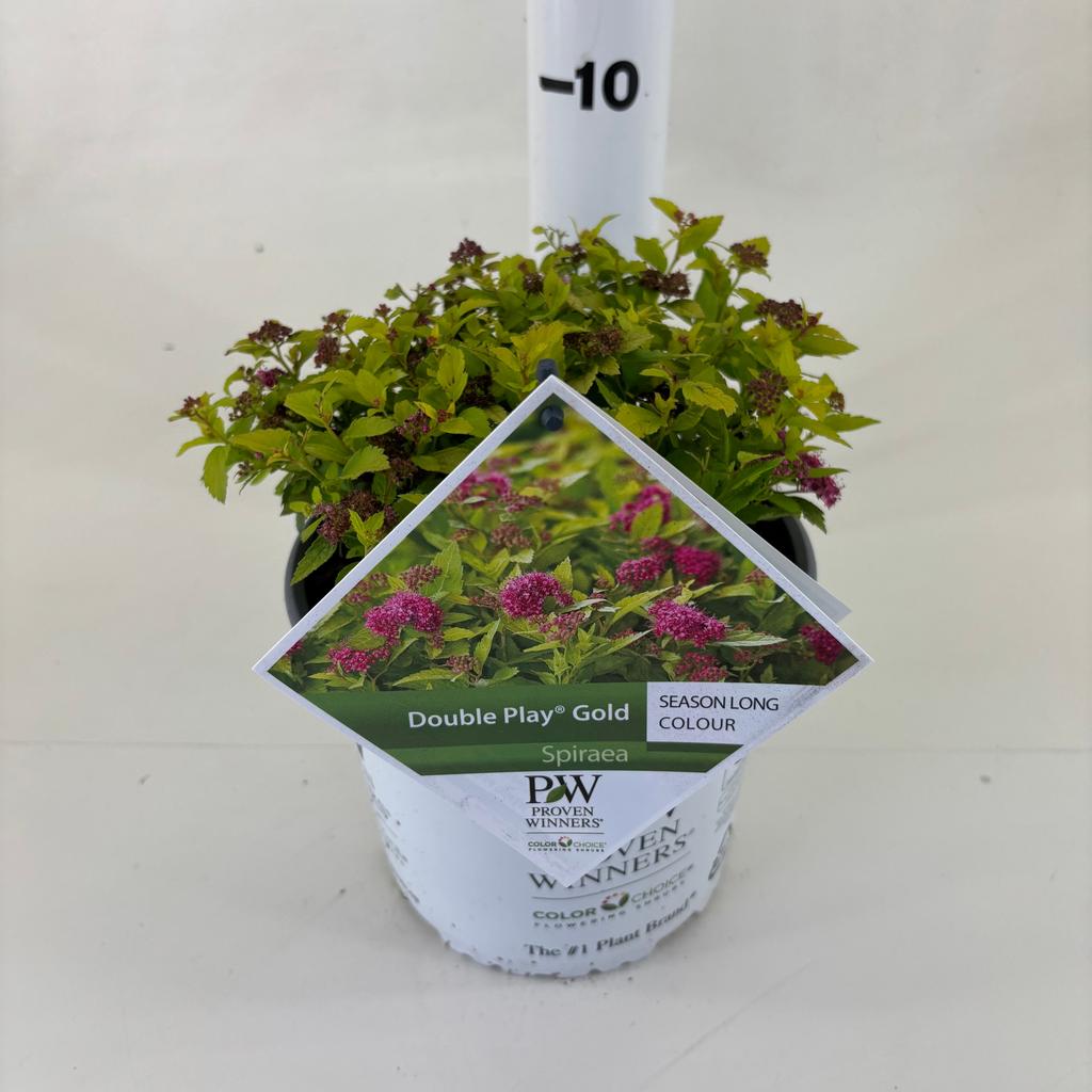 Afbeeldingen van Spiraea Double Play ® Gold P19 (3 Ltr)