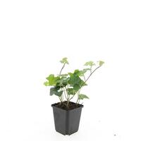 Hedera hibernica