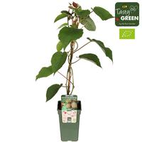 Actinidia del.Jenny