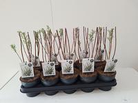 Salix Palmowa