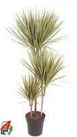 Dracaena Bicolor 60-30-15