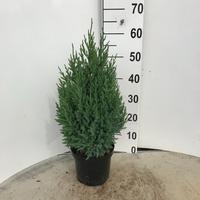 Juniperus chin. Stricta
