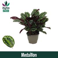 Calathea Medaillon Rhythm of Nature