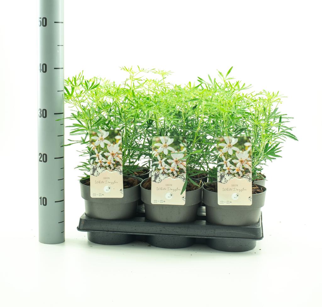 Picture of Choisya White Dazzler P15