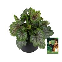 Heuchera Indian Summer Green