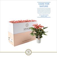 Anthurium Livium Red in ecobox