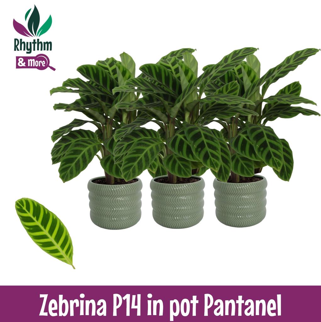 Picture of Calathea Zebrina ib Pantanel ceramics Rhythm & More P14 45cm