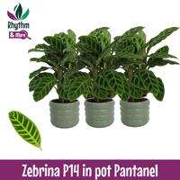 Calathea Zebrina ib Pantanel ceramics Rhythm & More