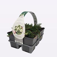 Cotoneaster proc. Streib's Findling