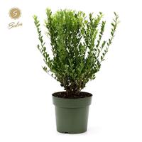 Ilex cr. Jenny