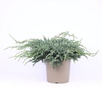 Juniperus squa. Blue Carpet