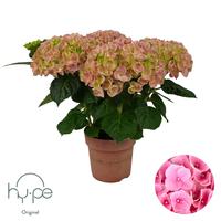 Hydrangea Mophead Pink 5+ Hy-pe Original (INDOOR)