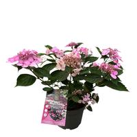 Hydrangea serr. Magic Pillow Pink
