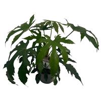 Fatsia Needhams Form