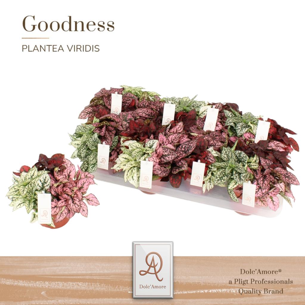 Picture of Hypoestes TRIO DolcAmore + label P12 14CM