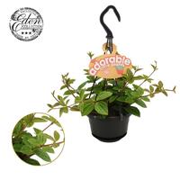 Peperomia Ang. Rocca Vivace HP adorable
