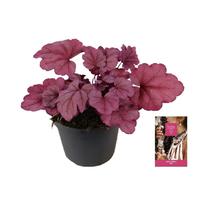 Heuchera Indian Summer Pink