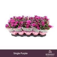 Chrysant Jackson Purple