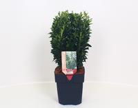 Euonymus jap. Green Spire