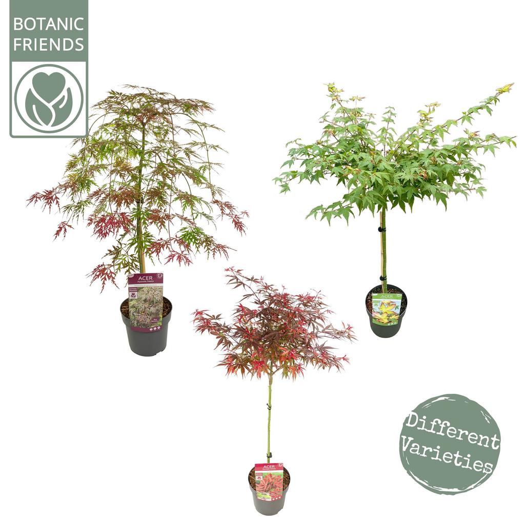Billede af Acer pal. in varieties P19 (3 Ltr) LOW-STEM