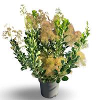 Cotinus cogg. Young Lady