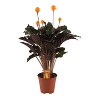 Calathea crocata 5-6 flowers basic