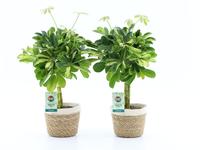 Schefflera Gold Capella in Noah basket