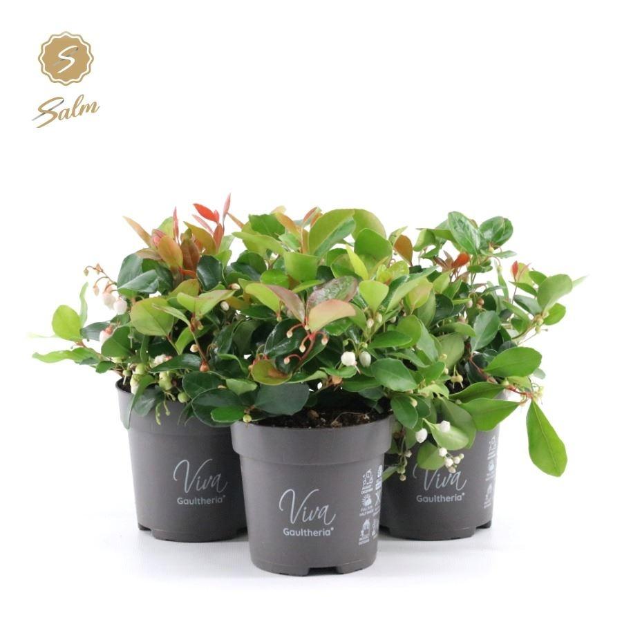Bild von Gaultheria pr. Big Berry P10