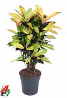 Codiaeum Mrs Iceton branched