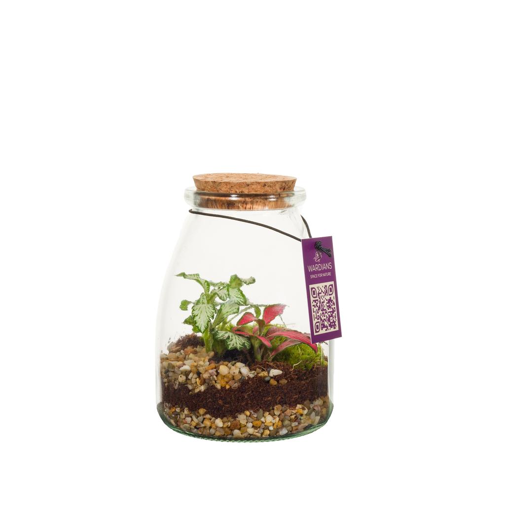 Obrázek WARDIANS Terrarium Io in 6 pack P9 13CM