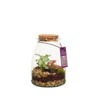 WARDIANS Terrarium Io in 6 pack