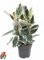 Ficus Elastica Tineke 3PP