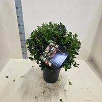 Ilex mes. Blue Maid