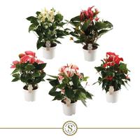 Anthurium Top in 5 varieties