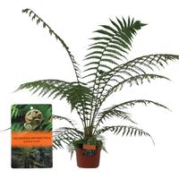 Dicksonia Antarctica (tasmanian tree fern)