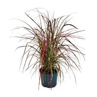Pennisetum adv. Fireworks