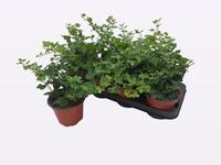 Hedera helix Wonder