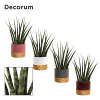 Sansevieria Fernwood in Frederique (Rich love-collection)