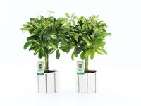 Schefflera Gold Capella in Banksy ceramic