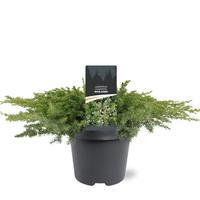 Juniperus con. Schlager