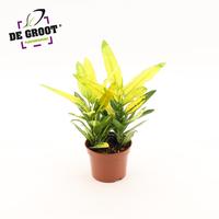 Codiaeum (Croton) Sunny Star