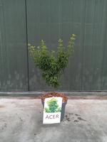 Acer pal. Shishigashira