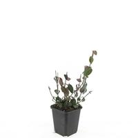 Euonymus fort. Coloratus