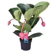 Medinilla Magnifica Flamenco 2 etage 3 buds