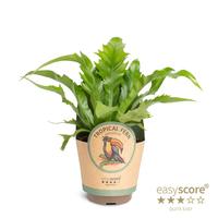 Asplenium Dakila