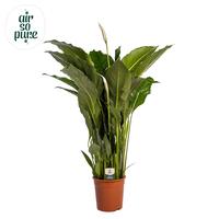 Spathiphyllum Sweet Sebastiano ASP