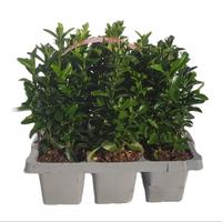 Euonymus jap. Green Spire 6-PACKS - Piece × 20 - £ 4.45 Shelf £ 4.33 Trolley