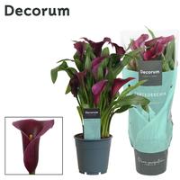 Zantedeschia Violet
