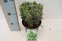 Euonymus jap. Microphyllus Albovariegatus