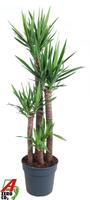 Yucca 120-90-60-30